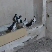 سیاه پوش یا خوشرنگ سیاه