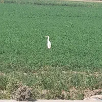 زمین کشاورزی جهت گلخانه