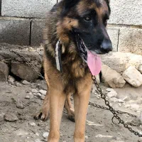 فروش سگ ژرمن شپرد اصیل