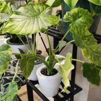 روشی نوین برای نگهداری گل های آپارتمانی|گل و گیاه طبیعی|گرگان, |دیوار