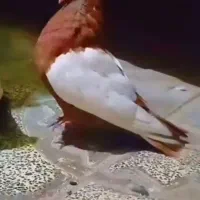 کبوتر نر سینه سرخ آس