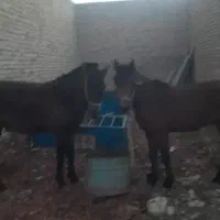 مادیان و نریان|اسب و تجهیزات اسبسواری|گرگان, |دیوار