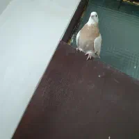 ماده شازده زرد