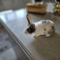 خرگوش کوچولو مینیاتوری|موش و خرگوش|تبریز, |دیوار