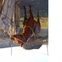 اسب ماده ۴ ساله یوقه|اسب و تجهیزات اسب‌سواری|اردبیل, |دیوار