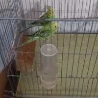 مرغ عشق و قفس