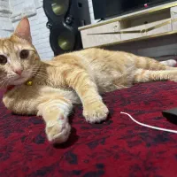 این کوچولو مهربون یه سرپرست میخاد|گربه|شاندرمن, |دیوار