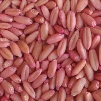 گندم بذر دیم