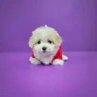 توله سگ پشمالو شیتزو مالتیز عروسکی سایز تیکاپ