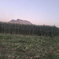 کارگر برا آبیاری زمین کشاورزی