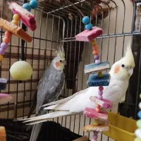 یه جفت عروس هلندی