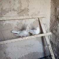 کبوتر تهرانی|پرنده|شبستر, |دیوار