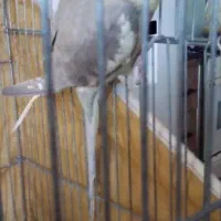 جوجه عروس هلندی نر 2ماهه دستی ودونخور|پرنده|اصفهان, عطار نیشابوری|دیوار