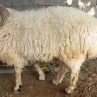 قوچ بزرگ و هیکلی