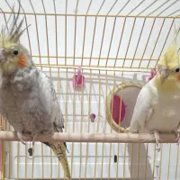 دو جفت عروس هلندی