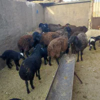 میش بره داربزافغانی بزغاله دارقوچ معاوضه با ماشین