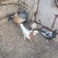 کفتر بهبهونی زرنگ