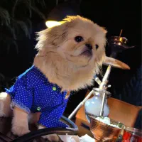 سگ نژاد پیکینز|سگ|سنندج, |دیوار