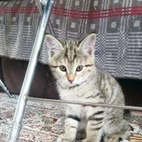 بچه گربه