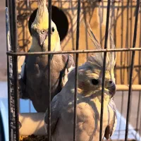 عروس هلندی مولد