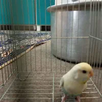 مرغ عشق ماده