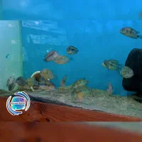 ماهی خاص  کوتری بلو آیز (آکواریوم دیسکس مارکت )