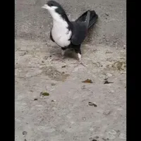 کبوتر رنگی کرباتی جفت فولادشهر|پرنده|لنجان, |دیوار