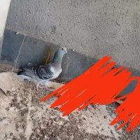 کفتر سبز درجه یک