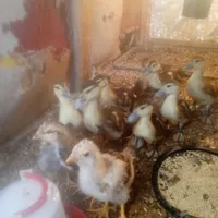 جوجه اردک اسراییلی،جوجه مرغ،جوجه قوغاز|حیوانات مزرعه|بندر ترکمن, |دیوار