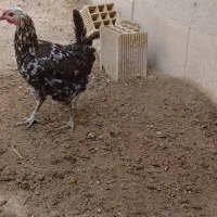 دو مرغ نژاد لری تخمگذار و کپ|حیوانات مزرعه|اصفهان, کلمه خوران|دیوار