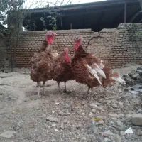 فروش بوقلمون بورن بورن