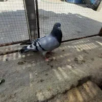 کبوتر|پرنده|جم, |دیوار