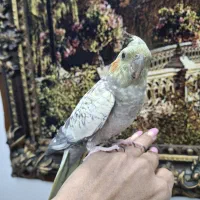 عروس هلندی رام و دستی