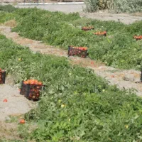 اجار زمین کشاورزی هشتبندی