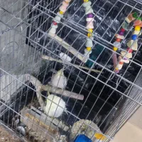 عروس هلندی نر و ماده|پرنده|تهران, والفجر (افسریه)|دیوار