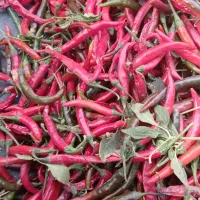 فلفل خشک و تر|خدمات باغبانی و درختکاری|شیراز, کوشک بیدک|دیوار