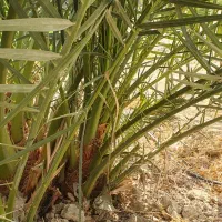 برحی بصراوی سایز بزرگ