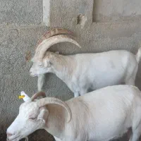 نر بز سانن