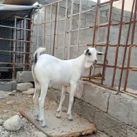 کهره نر سومال