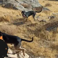 واگذاری رایگان