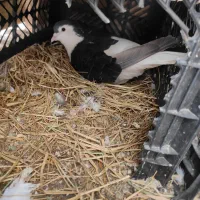 کفتر  ریش ساده