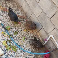 ۸ مرغ تخم گذار به شرط سالم میدم آپول هم زدنشون