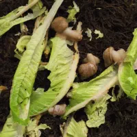 حلزون با باکس مخصوص|خزنده|مشهد, امیریه|دیوار