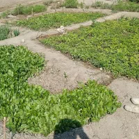 نشاء کاهو ، فلفل تند و شیرین ، بادمجان