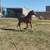 اسب کرد|اسب و تجهیزات اسبسواری|بیلوار, |دیوار