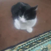 گربه پیدا شده