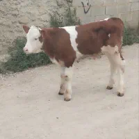فروش ویژه گوساله سیمینتال ارسال به کل کشور داریم|حیوانات مزرعه|بندر ترکمن, |دیوار