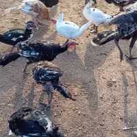 بوقلمون واردک اسراییلی