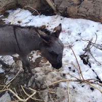 الل|حیوانات مزرعه|طرقبه, |دیوار