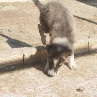 توله خراسانی